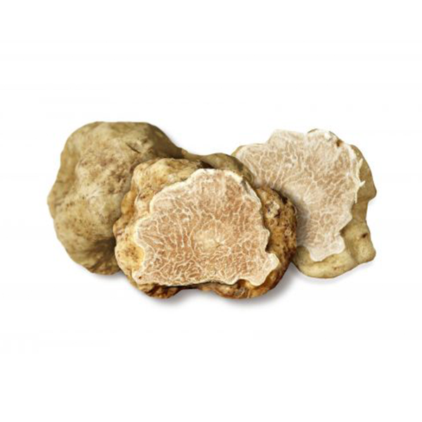 White truffles Tuber magnatum pico