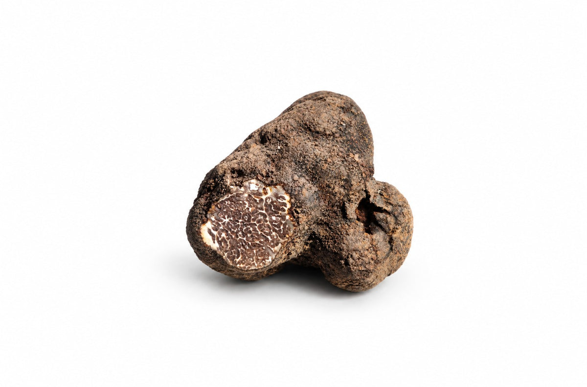 Trufe negre (tuber macrosporum)